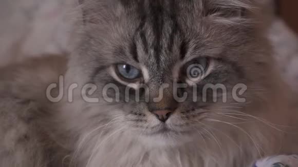 奇异的新娃面具西伯利亚猫看相机与光学变焦在中间视频的预览图