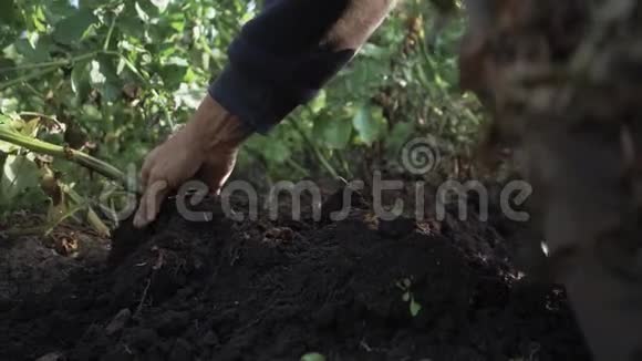 一个人正在收割土豆地上的土豆种土豆一个人用铁锹挖土豆慢动作视频的预览图