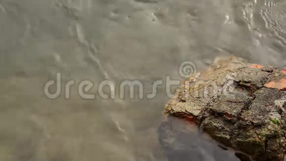 河里的石头视频的预览图