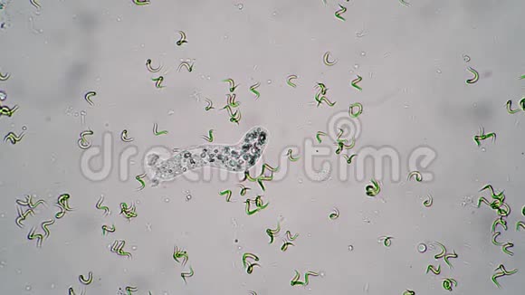 阿米巴在水中的缩影在藻类特写镜头中移动视频的预览图