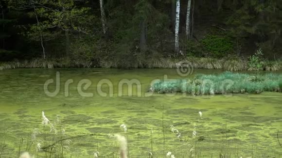 夏天游泳原始森林中凉爽的绿湖视频的预览图