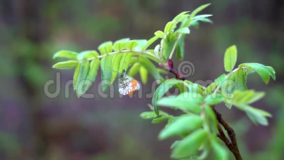 一只白色的森林蛾子翅膀上有粉红色和橙色的斑点坐在有绿叶的树枝上视频的预览图