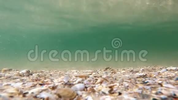 海底贝壳接近了视频的预览图