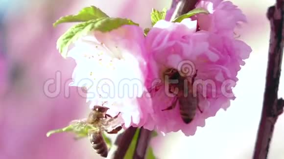 开花的梨树和蜜蜂采花粉快关门慢动作视频的预览图