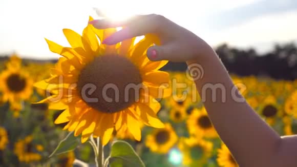 晴天女孩的手臂在草地上抚摸着黄花雌手抚摸美丽的向日葵视频的预览图