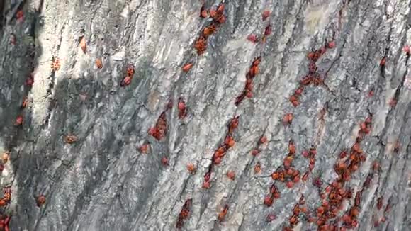 木头表面的红色虫子视频的预览图