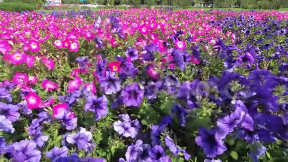 粉色矮牵牛花特写鲜花在城市公园迎风摇曳视频的预览图