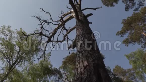 夏日森林中的老松树视频的预览图