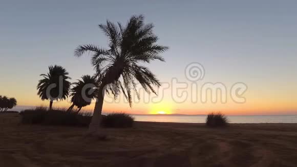 沙滩上的棕榈树随风摇曳视频的预览图