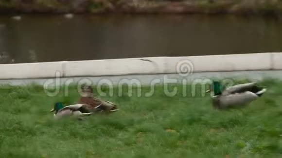 基洛夫城市公园里的鸭子视频的预览图