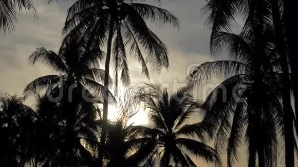 美丽的日落时棕榈树的剪影在阳光明媚的天空背景下一堆棕榈树对分支的看法视频的预览图