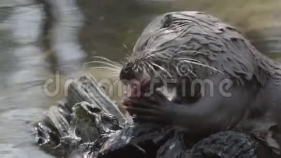 欧亚普通河獭带鱼午餐视频的预览图