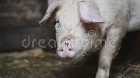 养猪场上的小猪视频的预览图