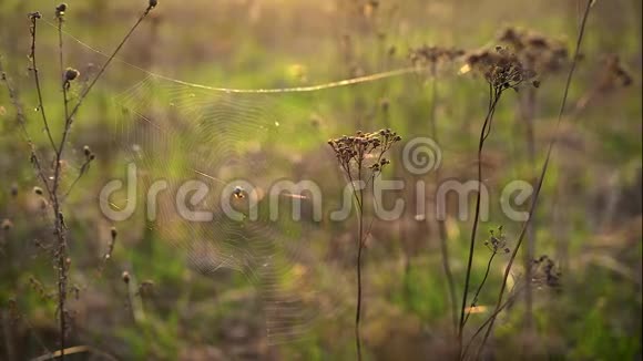 蜘蛛网与一只大蜘蛛在干燥的坦西花在夕阳的光线下视频的预览图