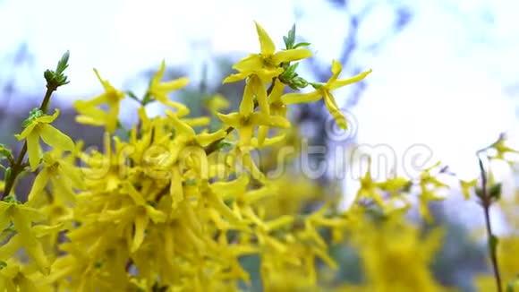 一枝连翘开着黄色的小花在淡淡的春风中迎风蓝天飘扬视频的预览图