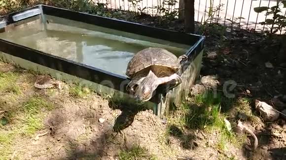 海龟从院子里的水族馆逃出来视频的预览图