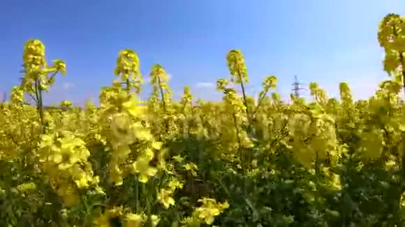 油菜花在晴空下随风摇曳视频的预览图