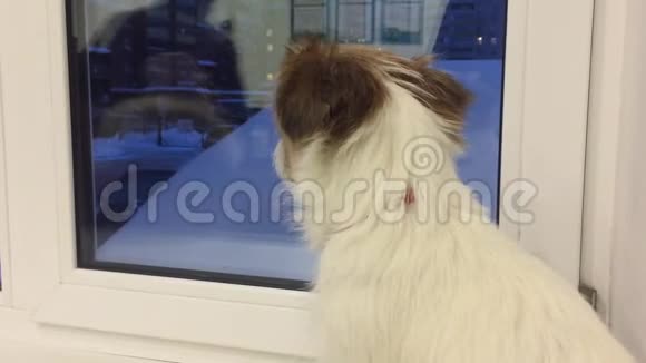 悲伤的狗看着晚上的窗户等待主人在家里家养宠物和动物视频的预览图