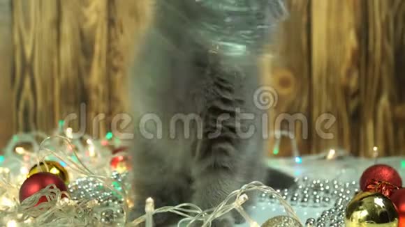 苏格兰折叠小猫玩圣诞装饰视频的预览图