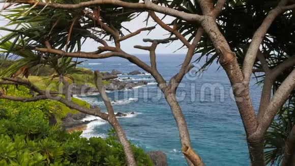 毛伊岛和一棵潘丹努斯树的海岸线视频的预览图