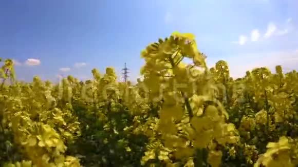 油菜花在晴空下随风摇曳视频的预览图