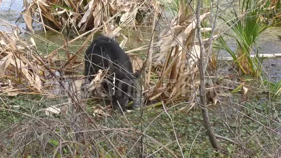 佛罗里达湿地的野生猪饲料视频的预览图