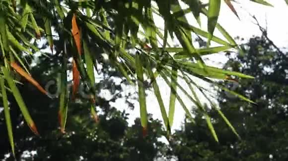 阳光透过竹叶照射视频的预览图