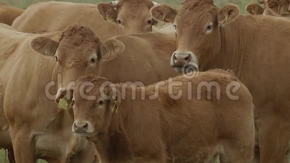 农田上的牛视频的预览图