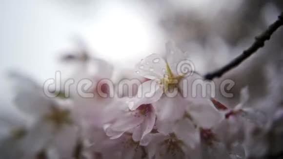 宏观拍摄樱花视频的预览图