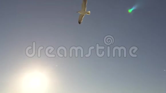 海鸥在太阳的耀斑中跟随着船视频的预览图