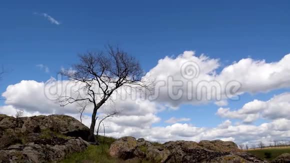 草原上的树在风中摇曳视频的预览图