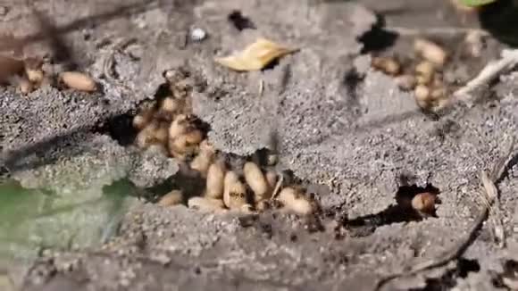 大量的蚂蚁和蚂蚁蛋特写镜头的美丽捕捉视频的预览图