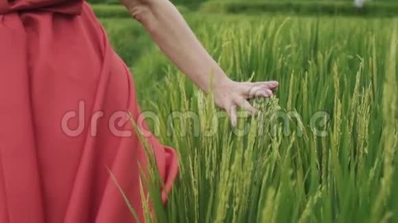 女孩的手在田野触摸和抚摸着嫩小穗模特触摸着日益增长的绿色视频的预览图