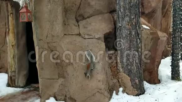 松鼠在雪地上跑爬上篱笆视频的预览图