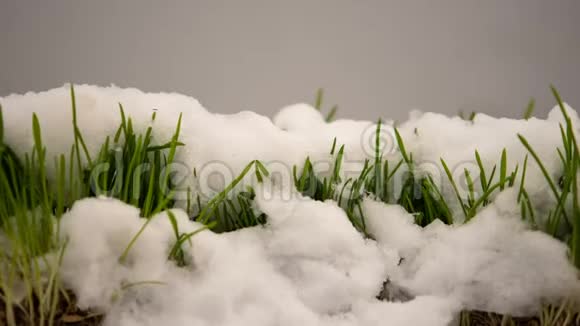 冬天的雪融化呈现出清新的青草春天的到来生态的流逝视频的预览图