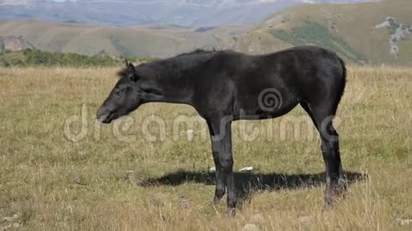 一匹黑色的小马驹在一片高山草地上觅食农场马匹养殖视频的预览图