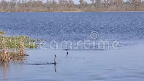安辛加鸟在佛罗里达湖打架视频的预览图