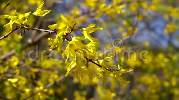 在阳光明媚的一天连翘的一根树枝上开着黄色的小花在淡淡的春风中飘扬视频的预览图