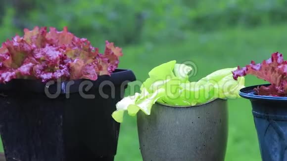 雨中盆中的莴苣视频的预览图