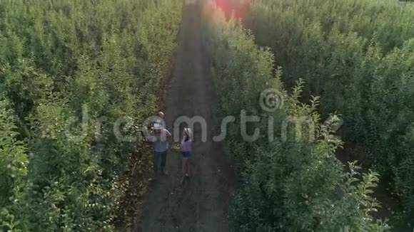 收获季节花园的主人在村里的果园里收集篮子里的苹果视频的预览图