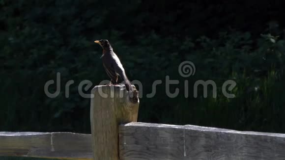 雄红知更鸟坐在栅栏柱上看危险视频的预览图