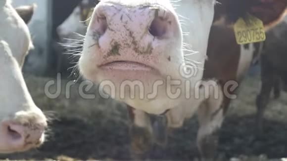 在现代农场上饲养的奶牛视频的预览图