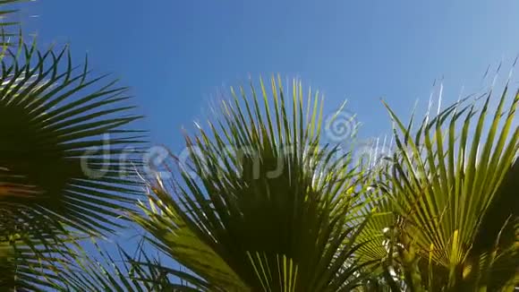 海滩上的棕榈枝和地中海的蓝天视频的预览图