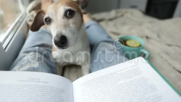 打盹的狗和书完美放松的舒适周末热茶和有趣的书令人寒心的时刻视频视频的预览图