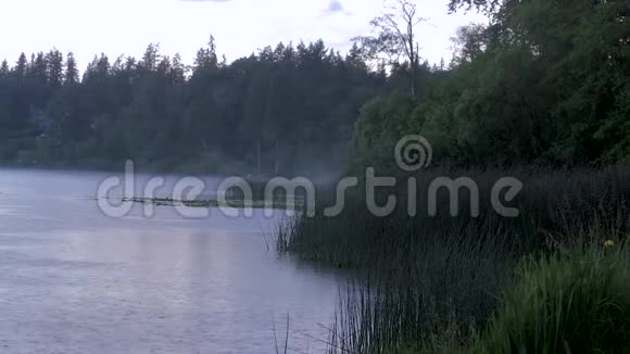 雾雨和鸟儿飞过湖面视频的预览图