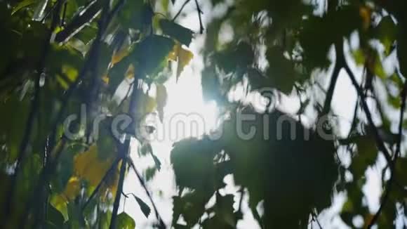 太阳光线穿过树叶美丽的风景视频的预览图