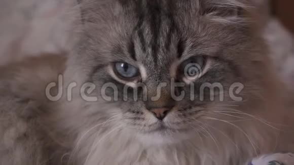 奇异的新娃伪装的西伯利亚猫看着相机与光学变焦在中间视频的预览图