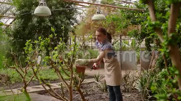 女园丁手里拿着剪枝护理树在温室里园艺视频的预览图