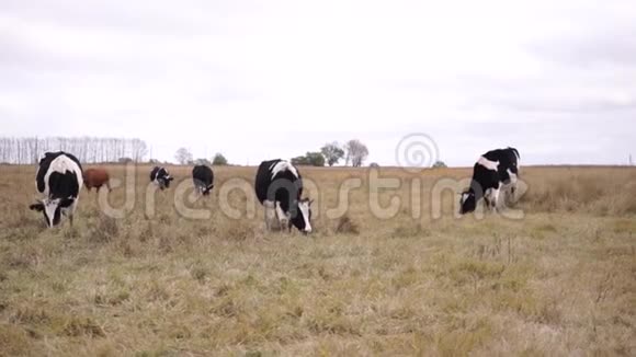 六头奶牛在秋天的草地上放牧长期射击视频的预览图