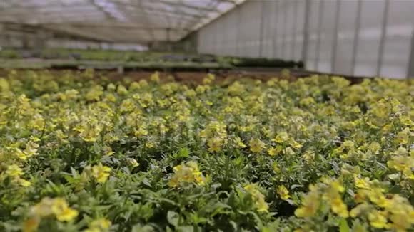 多汁的绿色花在温室里一个巨大的现代温室有一个玻璃屋顶在温室里种花视频的预览图